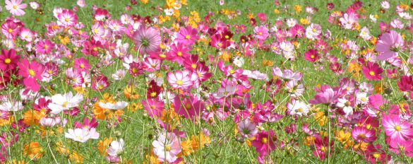 コスモスの花